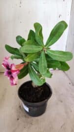 Planta Simples 2883  – 30cm – 02 anos - Imagem 4