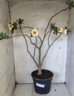 Planta Simples 2884  – 40cm – 03 anos - Imagem 2