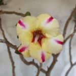 Planta Simples 2884  – 40cm – 03 anos