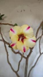 Planta Simples 2884  – 40cm – 03 anos