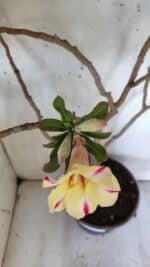 Planta Simples 2884  – 40cm – 03 anos - Imagem 5