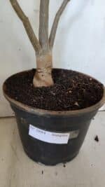 Planta Simples 2884  – 40cm – 03 anos - Imagem 8