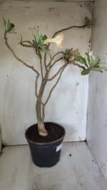 Planta Simples 2884  – 40cm – 03 anos - Imagem 7