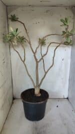 Planta Simples 2884  – 40cm – 03 anos - Imagem 6