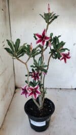 Planta Simples 2885  – 35cm – 03 anos - Imagem 2