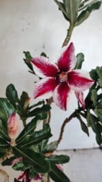 Planta Simples 2885  – 35cm – 03 anos - Imagem 4