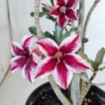 Planta Simples 2885  – 35cm – 03 anos