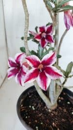 Planta Simples 2885  – 35cm – 03 anos