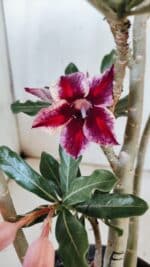 Planta Simples 2885  – 35cm – 03 anos - Imagem 3