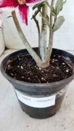 Planta Simples 2885  – 35cm – 03 anos - Imagem 8