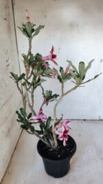 Planta Simples 2885  – 35cm – 03 anos - Imagem 7