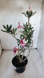 Planta Simples 2885  – 35cm – 03 anos - Imagem 6