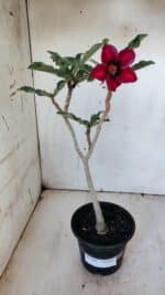 Planta Simples 2886  – 30cm – 02 anos - Imagem 2