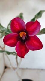 Planta Simples 2886  – 30cm – 02 anos