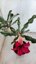 Planta Simples 2886  – 30cm – 02 anos - Imagem 6