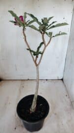 Planta Simples 2886  – 30cm – 02 anos - Imagem 5