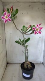 Planta Simples 2887  – 35cm – 03 anos - Imagem 2