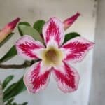 Planta Simples 2887  – 35cm – 03 anos