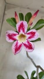 Planta Simples 2887  – 35cm – 03 anos - Imagem 4