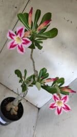 Planta Simples 2887  – 35cm – 03 anos - Imagem 6