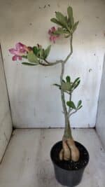 Planta Simples 2887  – 35cm – 03 anos - Imagem 8