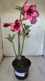 Planta Simples 2888 – 35cm – 03 anos - Imagem 2