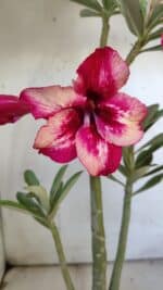 Planta Simples 2888 – 35cm – 03 anos - Imagem 3