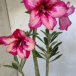 Planta Simples 2888 – 35cm – 03 anos