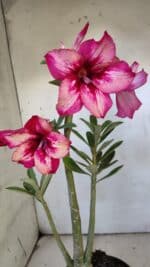 Planta Simples 2888 – 35cm – 03 anos