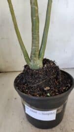 Planta Simples 2888 – 35cm – 03 anos - Imagem 8