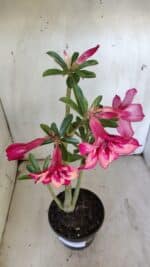 Planta Simples 2888 – 35cm – 03 anos - Imagem 7