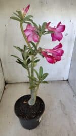 Planta Simples 2888 – 35cm – 03 anos - Imagem 6