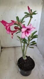 Planta Simples 2888 – 35cm – 03 anos - Imagem 5