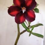 Planta Simples 2889 – 30cm – 02 anos