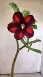 Planta Simples 2889 – 30cm – 02 anos