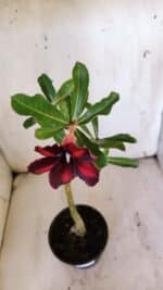 Planta Simples 2889 – 30cm – 02 anos - Imagem 4