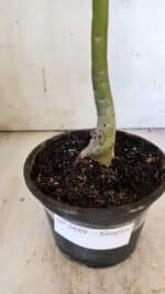 Planta Simples 2889 – 30cm – 02 anos - Imagem 6