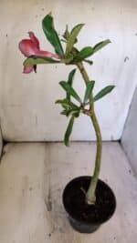 Planta Simples 2889 – 30cm – 02 anos - Imagem 5