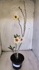 Planta Simples 2890 – 35cm – 03 anos - Imagem 2