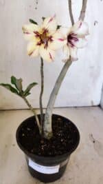 Planta Simples 2890 – 35cm – 03 anos - Imagem 4