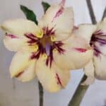 Planta Simples 2890 – 35cm – 03 anos