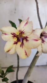 Planta Simples 2890 – 35cm – 03 anos