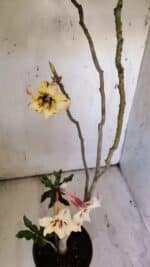 Planta Simples 2890 – 35cm – 03 anos - Imagem 7