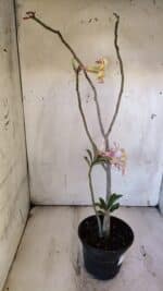 Planta Simples 2890 – 35cm – 03 anos - Imagem 6