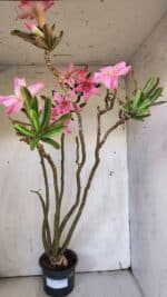 Planta Simples 2891 – 40cm – 03 anos