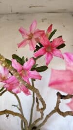 Planta Simples 2891 – 40cm – 03 anos - Imagem 3