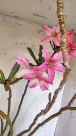 Planta Simples 2891 – 40cm – 03 anos - Imagem 5