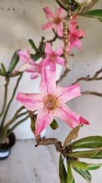 Planta Simples 2891 – 40cm – 03 anos - Imagem 4