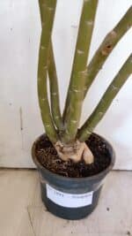 Planta Simples 2891 – 40cm – 03 anos - Imagem 8