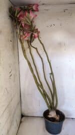 Planta Simples 2891 – 40cm – 03 anos - Imagem 7